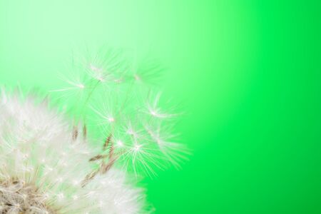 Dandelion seeds fly away