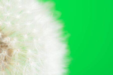 Dandelion on green backgroundの写真素材