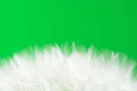 Dandelion on green backgroundの写真素材