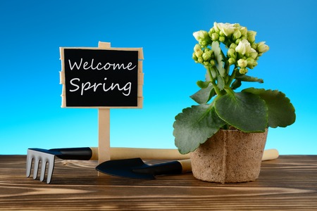 Potted flower and Welcome spring sign on wooden tableの写真素材