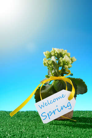 Green potted flower and Welcome Spring sign on green grassの写真素材