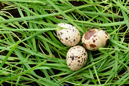 Three quail eggs lying on the green grassの写真素材