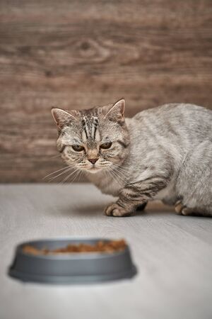 Scottish straight cat sits and looks at a bowl of food.の写真素材