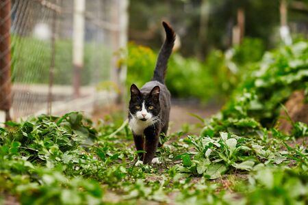 Portrait of a black and white cat in the garden among greenery.の写真素材