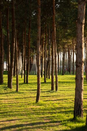 Pine park with beautiful lateral sunlight.の写真素材
