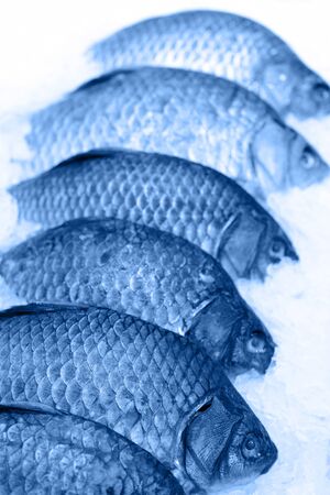 Carp fish on ice on the counter supermarket. Toning in trendy color 2020 classic blue.の写真素材