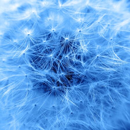 Dandelion seeds closeup. Toning in trendy color 2020 classic blue.の写真素材