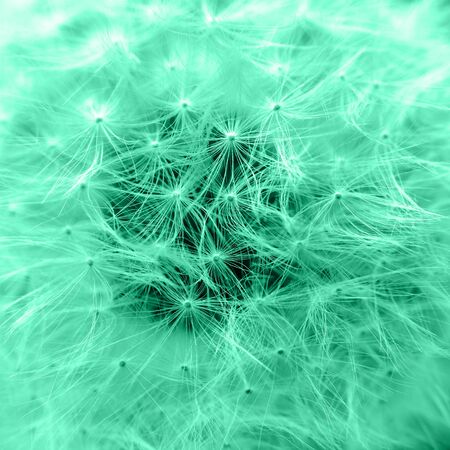 Dandelion seeds closeup. Tinted in trendy Aqua Menthe color.の写真素材
