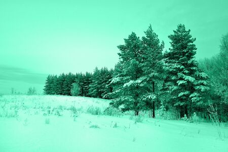 Trees in the snow are on the edge of the forest. Tinted in trendy Aqua Menthe color.の写真素材