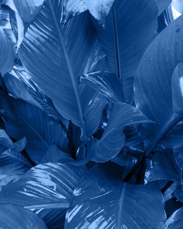 Tropical leaves close-up. Toning in trendy color 2020 classic blue.の写真素材
