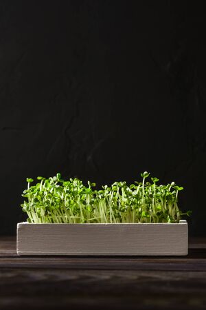 Fresh micro greens in a white wooden box on a dark brown background. Image with copy space, vertical orientation.の写真素材