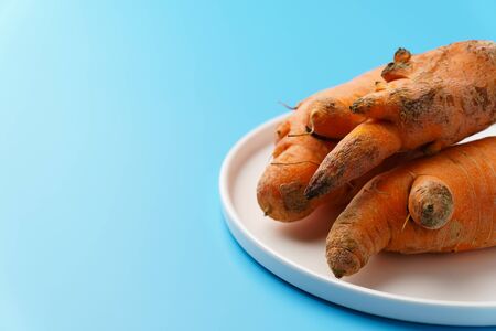 Three ugly carrots in a plate on a blue background. Zero food waste concept. Copy space.の写真素材