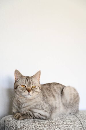Portrait of a domestic cat. Scottish straight gray cat lies on the back of the sofa. Displeased look. Light background, copy space, vertical orientation.の写真素材
