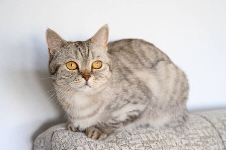 Portrait of a domestic cat. Scottish straight cute cat lies on the back of the sofa. Light background, horizontal orientation.の写真素材