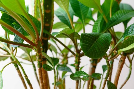 Indoor plant Euphorbia close-up. Succulent plant. Horizontal orientationの写真素材