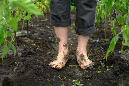 Watering the garden. Dirty male legs close-up. A man stands barefoot on a path in the garden.の写真素材