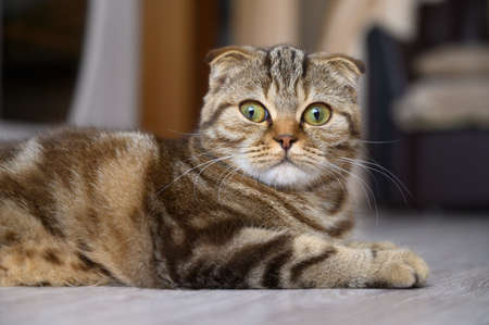 Close up portrait of a young scottish fold cat. Cat lies on the floor in the living room, looking at the camera.の写真素材