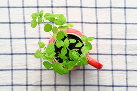 Fresh green basil growing in a red mug on the background of a checkered textile napkin, natural light. Home garden. Top viewの写真素材