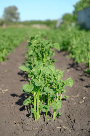 Young green potato bushes grow in the garden. Sunny day. Vertical orientationの写真素材
