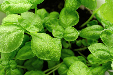 Close-up of fresh green basil in a pot. Home gardening, eco food. Top view, copy space.の写真素材