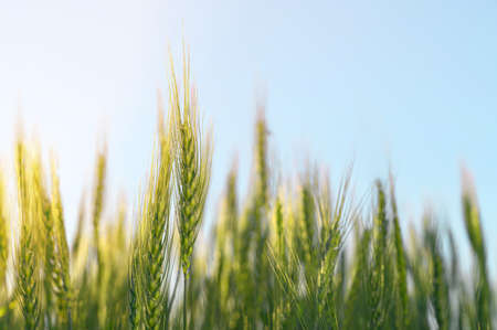 Green ears rye close-up on a background of blue sky. Copy space.