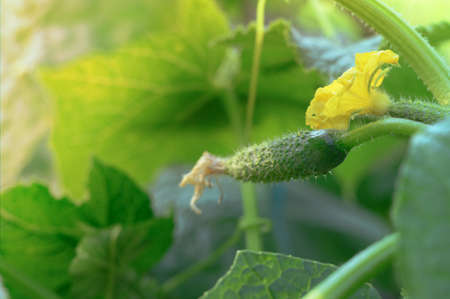 Young green cucumber grows surrounded by leaves and flowers. Eco food. Close-up, selective focus.の写真素材