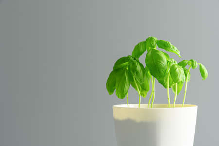 Fresh green basil grows in a white pot. Light gray background. Eco food and home garden concept. Copy space.の写真素材