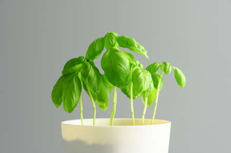 Fresh green basil grows in a white pot. Light gray background. Eco food and home garden concept. Copy space.の写真素材