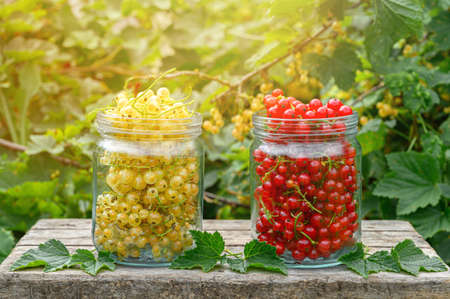 Red and white currants in glass jars. Eco food concept. Summer sunny day.
