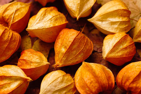 Physalis or Chinese Lantern close-up. Natural seasonal autumn decorations.の写真素材