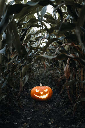 Halloween background. Spooky glowing Halloween pumpkin on the ground in a cornfield. Twilight time, outdoors. Vertical orientation, copy spaceの写真素材