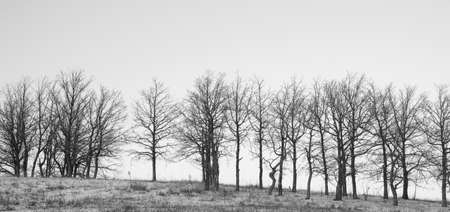 Bare tree trunks against the background of a clear sky. Black and white imageの写真素材