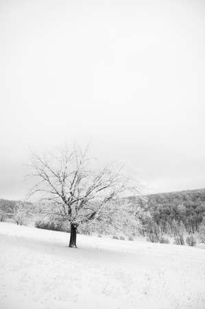 A lonely tree covered with frost against the backdrop of a snow-covered forest. Natural background, black and white imageの写真素材