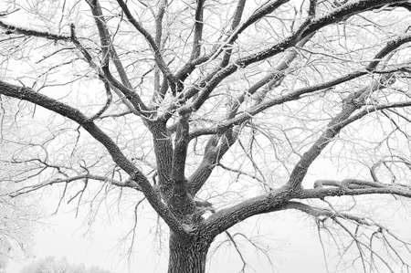 A close-up of the textured branches of a tree covered with hoarfrost. Snow-covered tree in the fog. Natural backgroundの写真素材
