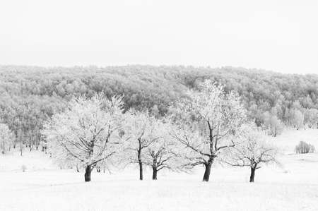 Frost-covered tree trunks against the backdrop of a snow-covered forest. Natural background, black and white imageの写真素材