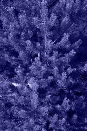 Christmas textured background. Fluffy pine tree branches with the main trendy Very Peri Color Of The Year 2022.の写真素材