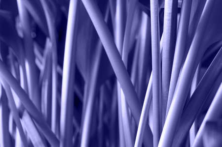 Stems of the houseplant Eucharis close-up toned main trendy Very Peri Color Of The Year 2022. Horizontal orientationの写真素材
