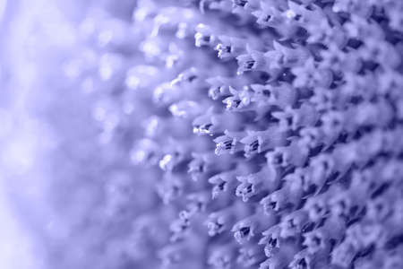 Flower sunflower with seeds close-up colored in trendy Very Peri. Color Of The Year 2022. Textured backgroundの写真素材