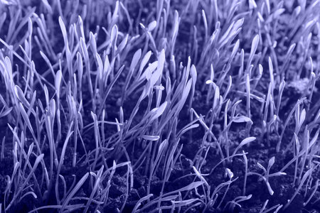 Background of grass Toned in trendy Color Of The Year 2022 - Very Periの写真素材