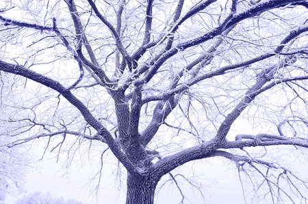 A close-up of the textured branches of a tree covered with hoarfrost. Color Of The Year 2022 - Very Periの写真素材