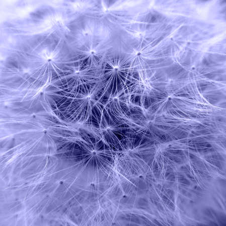 Macro shot of dandelion seeds, toned in trendy Color Of The Year 2022 - Very Peri. Beautiful natural patternの写真素材