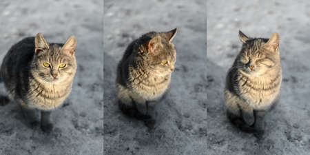 Close-up portrait of gray cute domestic cat sitting on dirty snow outdoors. Collage of three photographs.の写真素材
