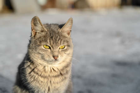 Close-up portrait of gray cute domestic cat sitting on dirty snow outdoors.の写真素材