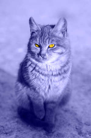 Close-up portrait of gray cute domestic cat sitting on dirty snow outdoors.の写真素材