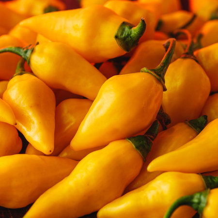 Aji Limo Pepper (Lemon Drop Pepper): Fresh and Spicy Yellow Chili Peppers with beautiful gradient background.の写真素材