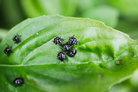 Fresh Green Basil with Dried Spices and Beetles as Pests on Mediterranean Organic Ingredients.