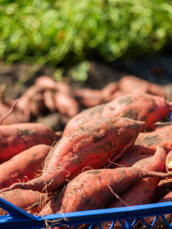 Man Holding Freshly Harvested Sweet Potato from Organic Farm in a Natural Vegetable Garden.
