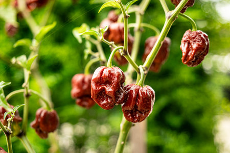 Variety of Spicy Peppers Including Aji Limo, Habanero, and Carolina Reaper on a Vibrant Background.
