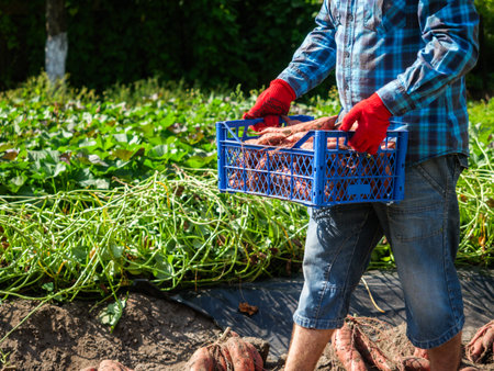 Man Holding Freshly Harvested Sweet Potato from Organic Farm in a Natural Vegetable Garden.の写真素材