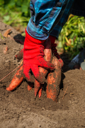 Man Holding Freshly Harvested Sweet Potato from Organic Farm in a Natural Vegetable Garden.の写真素材